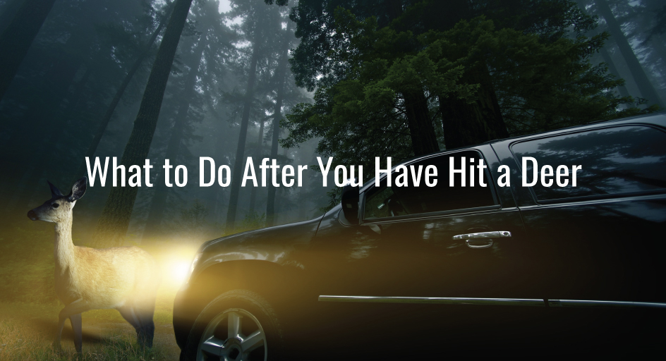 What to Do After You Have Hit a Deer